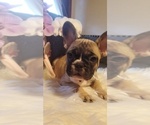 Puppy 3 French Bulldog