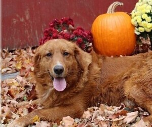 Golden Retriever Puppy for sale in JONES, MI, USA