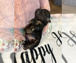 Puppy Gina YorkiePoo
