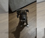 Small Photo #16 American Bully-Boxer Mix Puppy For Sale in HAMMOND, IN, USA
