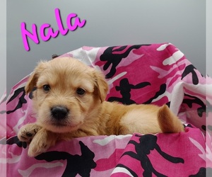 Golden Retriever-Goldendoodle Mix Puppy for sale in MILLVILLE, MN, USA