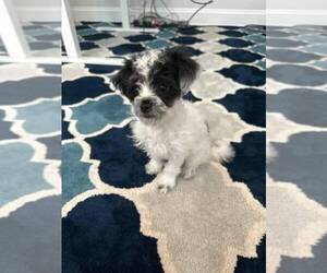 YorkiePoo Puppy for sale in ZEBULON, NC, USA
