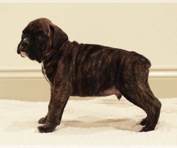 Medium Photo #2 Boxer Puppy For Sale in DENVER, PA, USA