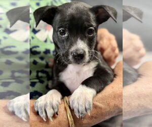 Chihuahua-Unknown Mix Dogs for adoption in Jefferson, NJ, USA