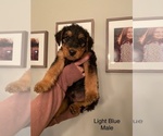 Small Photo #13 Airedale Terrier Puppy For Sale in LENEXA, KS, USA