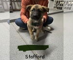 Small #1 German Shepherd Dog Mix