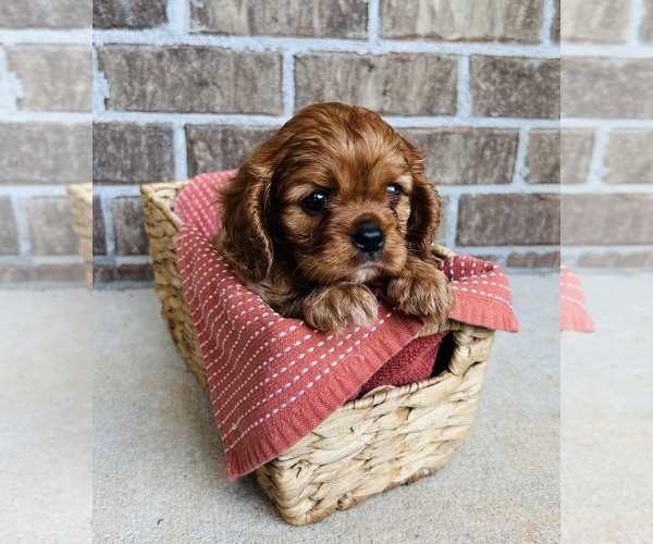 Medium Photo #1 Cavalier King Charles Spaniel Puppy For Sale in MCDONOUGH, GA, USA