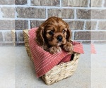 Small Cavalier King Charles Spaniel