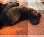Puppy Puppy 3 Labrador Retriever