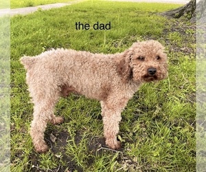 Father of the Poodle (Miniature) puppies born on 04/04/2025