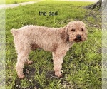 Small Photo #1 Poodle (Miniature) Puppy For Sale in RUDD, IA, USA
