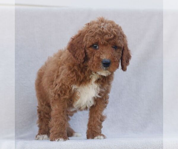 Medium Photo #4 Goldendoodle (Miniature) Puppy For Sale in EPHRATA, PA, USA