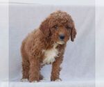 Small #3 Goldendoodle (Miniature)