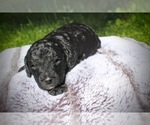 Small Photo #5 F2 Aussiedoodle Puppy For Sale in LOUISA, VA, USA