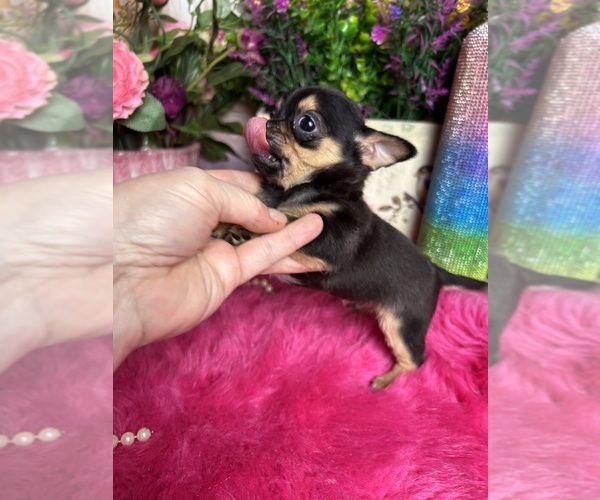 Medium Photo #5 Chihuahua Puppy For Sale in TRACY, CA, USA