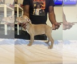 Small #2 American Bully