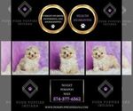 Small #5 Pomeranian