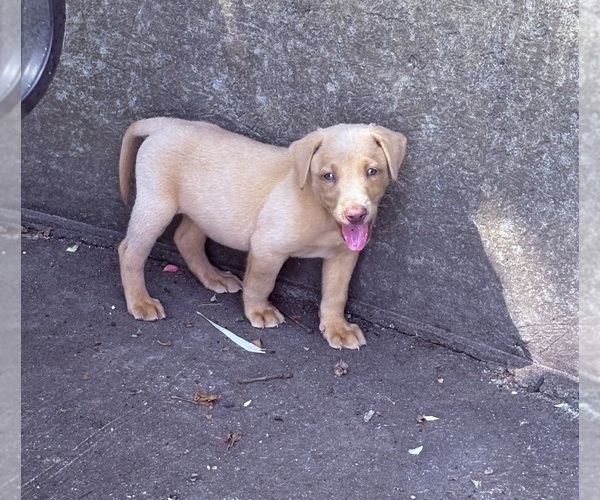 Medium Photo #7 Labrador Retriever Puppy For Sale in LEASBURG, MO, USA