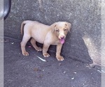 Small #6 Labrador Retriever