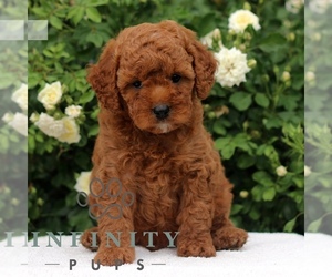 Cavapoo Puppy for sale in PARADISE, PA, USA