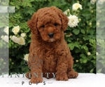 Small Cavapoo