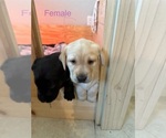 Small Photo #3 Labrador Retriever Puppy For Sale in NEW CANEY, TX, USA