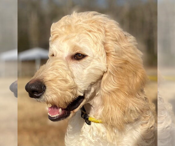 Medium Photo #5 Goldendoodle Puppy For Sale in Pacolet, SC, USA