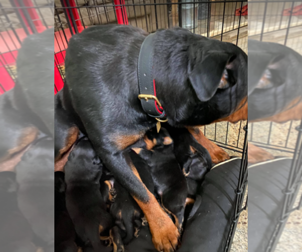 Medium Photo #3 Rottweiler Puppy For Sale in JOLIET, IL, USA
