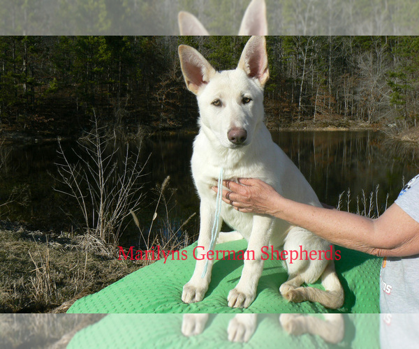 Medium Photo #2 German Shepherd Dog Puppy For Sale in PIEDMONT, MO, USA