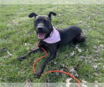 Small #1 American Pit Bull Terrier Mix