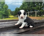 Puppy Flounder Border Collie