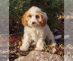 Puppy Selena Cavapoo-Poodle (Standard) Mix