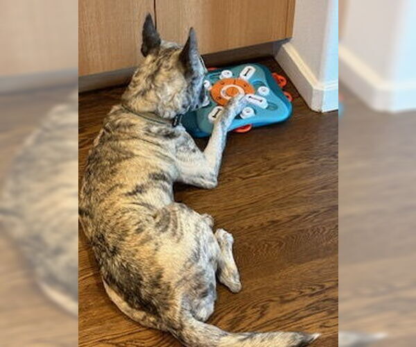 Medium Photo #9 Dutch Shepherd -Unknown Mix Puppy For Sale in Aurora, CO, USA