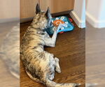 Small #8 Dutch Shepherd  Mix