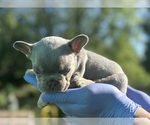 Small #13 French Bulldog