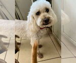 Small #2 Poodle (Miniature)