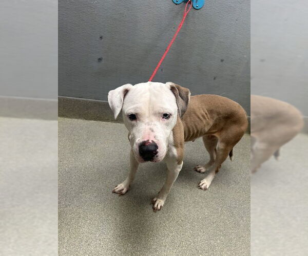 Medium Photo #1 Mutt Puppy For Sale in Las Vegas, NV, USA