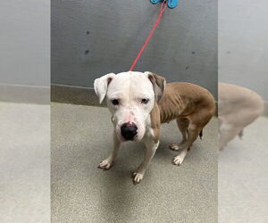 Mutt Dogs for adoption in Las Vegas, NV, USA