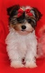Small Photo #1 Yorkshire Terrier Puppy For Sale in Winnipeg, Manitoba, Canada