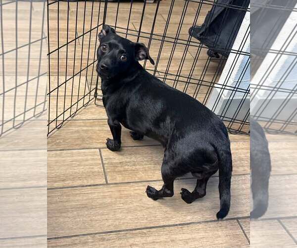 Medium Photo #1 Dachshund-Unknown Mix Puppy For Sale in Rowlett, TX, USA