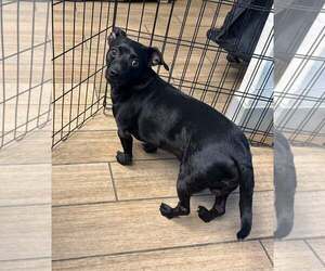 Dachshund-Unknown Mix Dogs for adoption in Rowlett, TX, USA