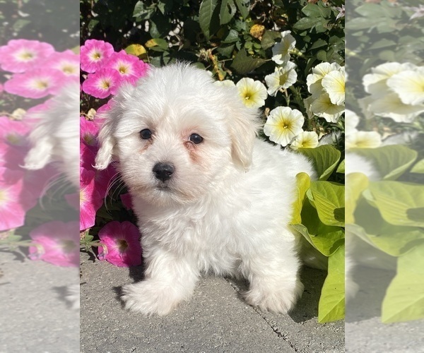 Medium Photo #3 Coton de Tulear Puppy For Sale in CANOGA, NY, USA