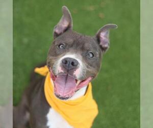 American Staffordshire Terrier-Unknown Mix Dogs for adoption in San Antonio, TX, USA