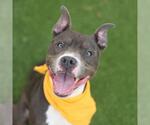 Small American Staffordshire Terrier Mix