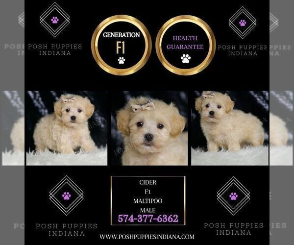 Medium Photo #79 Maltipoo (Miniature) Puppy For Sale in WARSAW, IN, USA