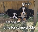Small Photo #28 Bernese Mountain Dog Puppy For Sale in SALMON, ID, USA