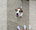 Small #3 Boxer-Staffordshire Bull Terrier Mix