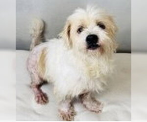 Mutt Dogs for adoption in Andover, MN, USA