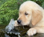Small #3 English Cream Golden Retriever