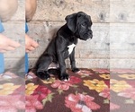 Small #10 Boxer